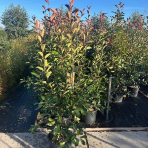 Photinia fraseri ‘Red Robin’ (Glansmispel) 180-200 cm