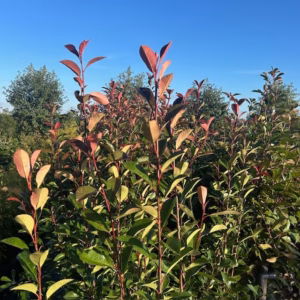 Photinia fraseri ‘Red Robin’ (Glansmispel) 180-200 cm