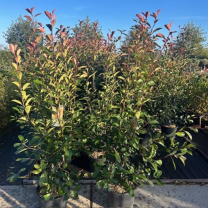 Photinia fraseri ‘Red Robin’ (Glansmispel) 180-200 cm