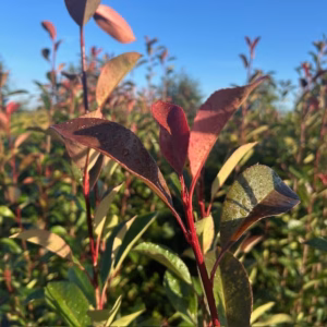 Photinia fraseri ‘Red Robin’ (Glansmispel) 180-200 cm