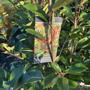 Photinia fraseri ‘Red Robin’ (Glansmispel) 180-200 cm
