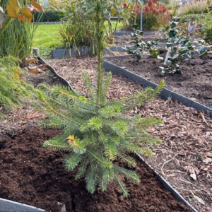 Picea Omorika 50 - 60 cm