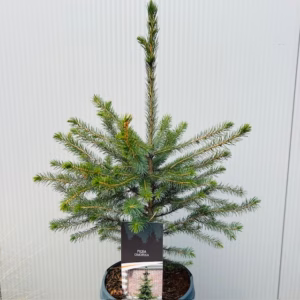 Picea Omorika 50 - 60 cm