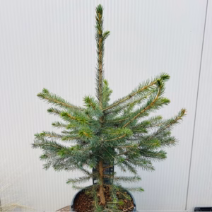 Picea Omorika 50 - 60 cm