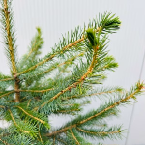Picea Omorika 50 - 60 cm