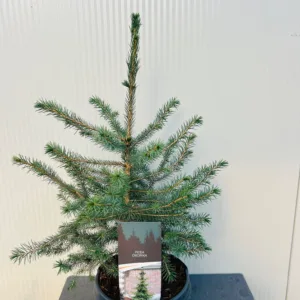 Picea Omorika 50 - 60 cm (Servische spar)