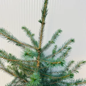 Picea Omorika 50 - 60 cm (Servische spar)
