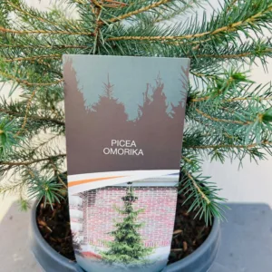 Picea Omorika 50 - 60 cm (Servische spar)