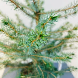 Picea Omorika 50 - 60 cm (Servische spar)