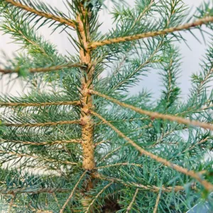 Picea Omorika 50 - 60 cm (Servische spar)