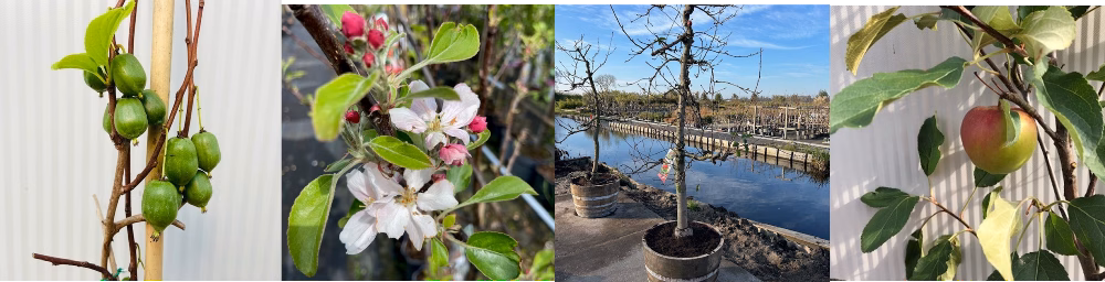Welke fruitboom moet ik kiezen Welke fruitboom moet ik kiezen