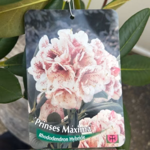 Rhododendron 'Prinses Máxima'