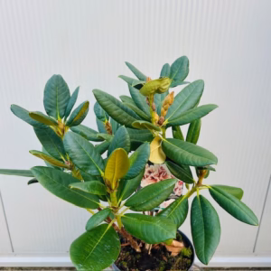 Rhododendron 'Prinses Máxima'