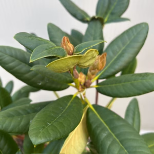 Rhododendron 'Prinses Máxima'