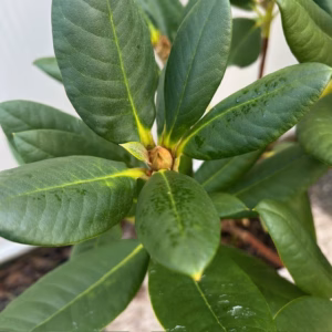 Rhododendron 'Prinses Máxima'