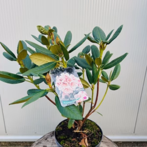 Rhododendron 'Prinses Máxima'