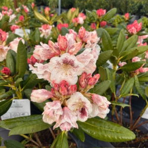 Rhododendron 'Prinses Máxima'