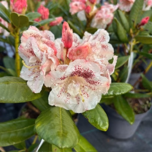 Rhododendron 'Prinses Máxima'