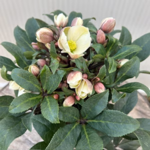 Helleborus VIV Olivia