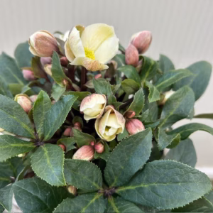 Helleborus VIV Olivia