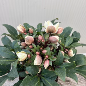 Helleborus VIV Olivia
