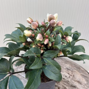 Helleborus VIV Olivia