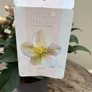 Helleborus VIV Olivia