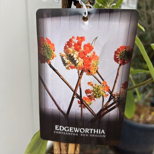 Edgeworthia chrysantha Red Dragon (Papierstruik)