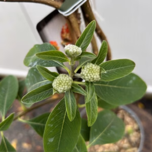 Edgeworthia chrysantha Red Dragon (Papierstruik)