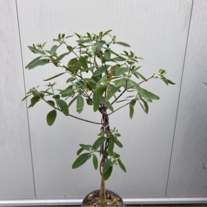 Edgeworthia chrysantha Red Dragon (Papierstruik)