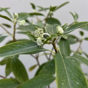 Edgeworthia chrysantha Red Dragon (Papierstruik)