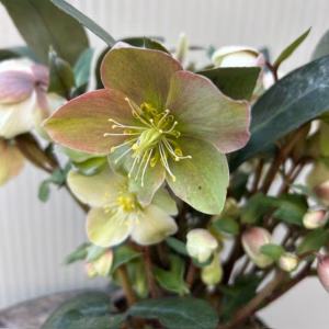 Helleborus VIV Valeria