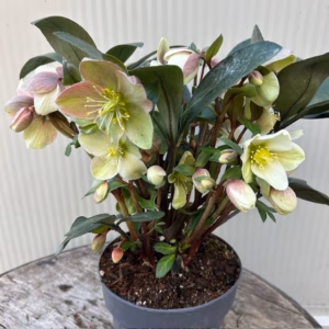 Helleborus VIV Valeria