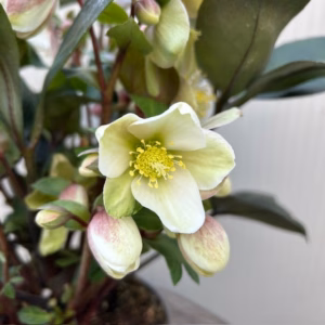 Helleborus VIV Valeria
