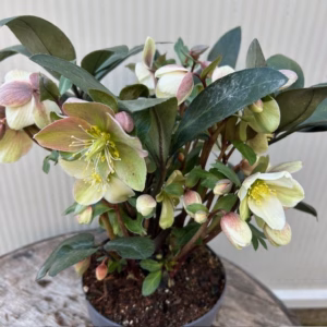 Helleborus VIV Valeria