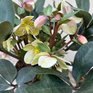 Helleborus VIV Valeria