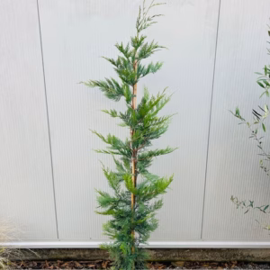 Cupressocyparis leylandii 150-175 cm