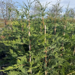 Cupressocyparis leylandii 150-175 cm