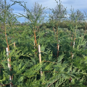 Cupressocyparis leylandii 150-175 cm