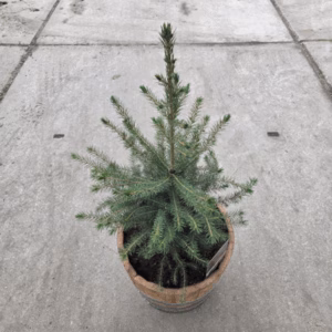 Picea Omorika 50 – 60 cm (Servische spar) in een half portvat van 15 liter