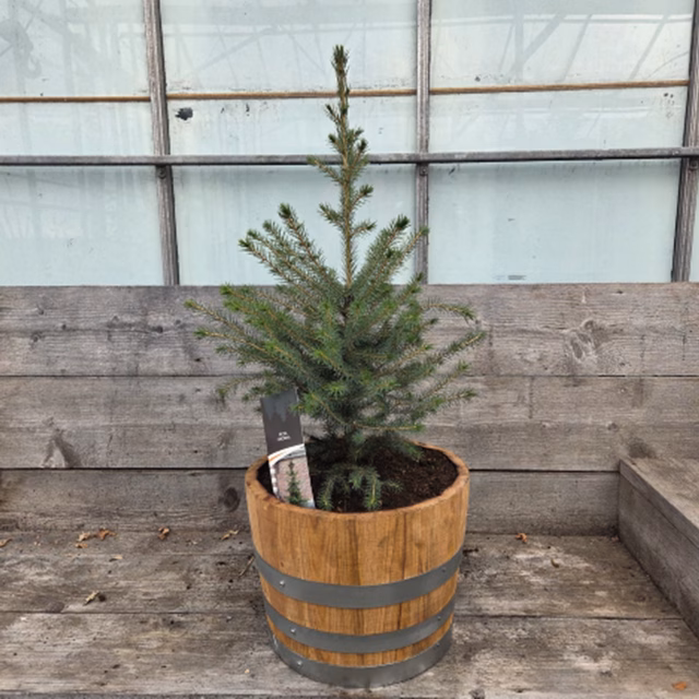 Picea Omorika 50 – 60 cm (Servische spar) in een half portvat van 15 liter