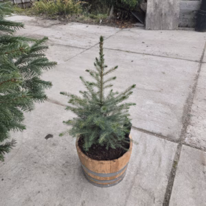 Picea Omorika 50 – 60 cm (Servische spar) in een half portvat van 15 liter