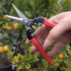 Fruitschaar ARS 300LR 19 cm, recht, rood, RVS