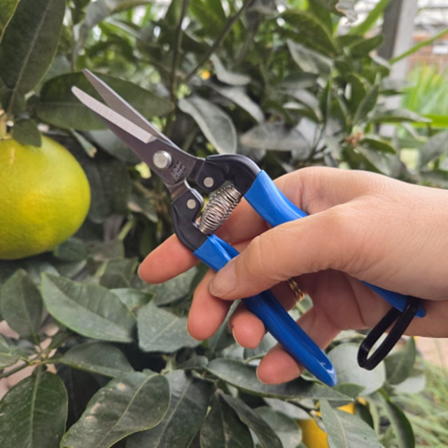 Fruitschaar ARS 300LB 19 cm, recht, blauw