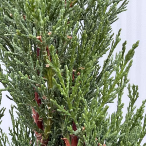 Cupressus sempervirens (Italiaanse cipres) 170 cm