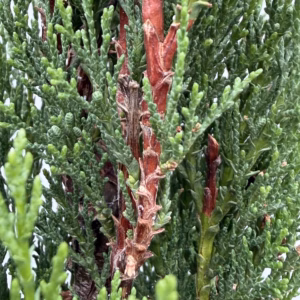 Cupressus sempervirens (Italiaanse cipres) 170 cm