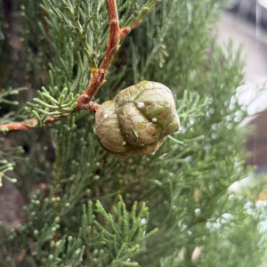 Cupressus sempervirens (Italiaanse cipres) 170 cm