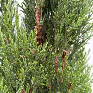 Cupressus sempervirens (Italiaanse cipres) 170 cm