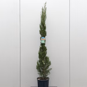 Cupressus sempervirens (Italiaanse cipres) 170 cm