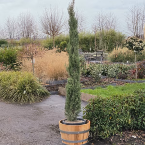 Cupressus sempervirens (Italiaanse cipres) 170 cm
